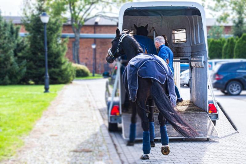 Vente de vans &agrave; chevaux &agrave; Gosn&eacute;, comment choisir votre mod&egrave;le id&eacute;al ?