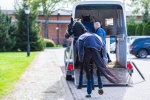 Vente de vans &agrave; chevaux &agrave; Gosn&eacute;, comment choisir votre mod&egrave;le id&eacute;al ?